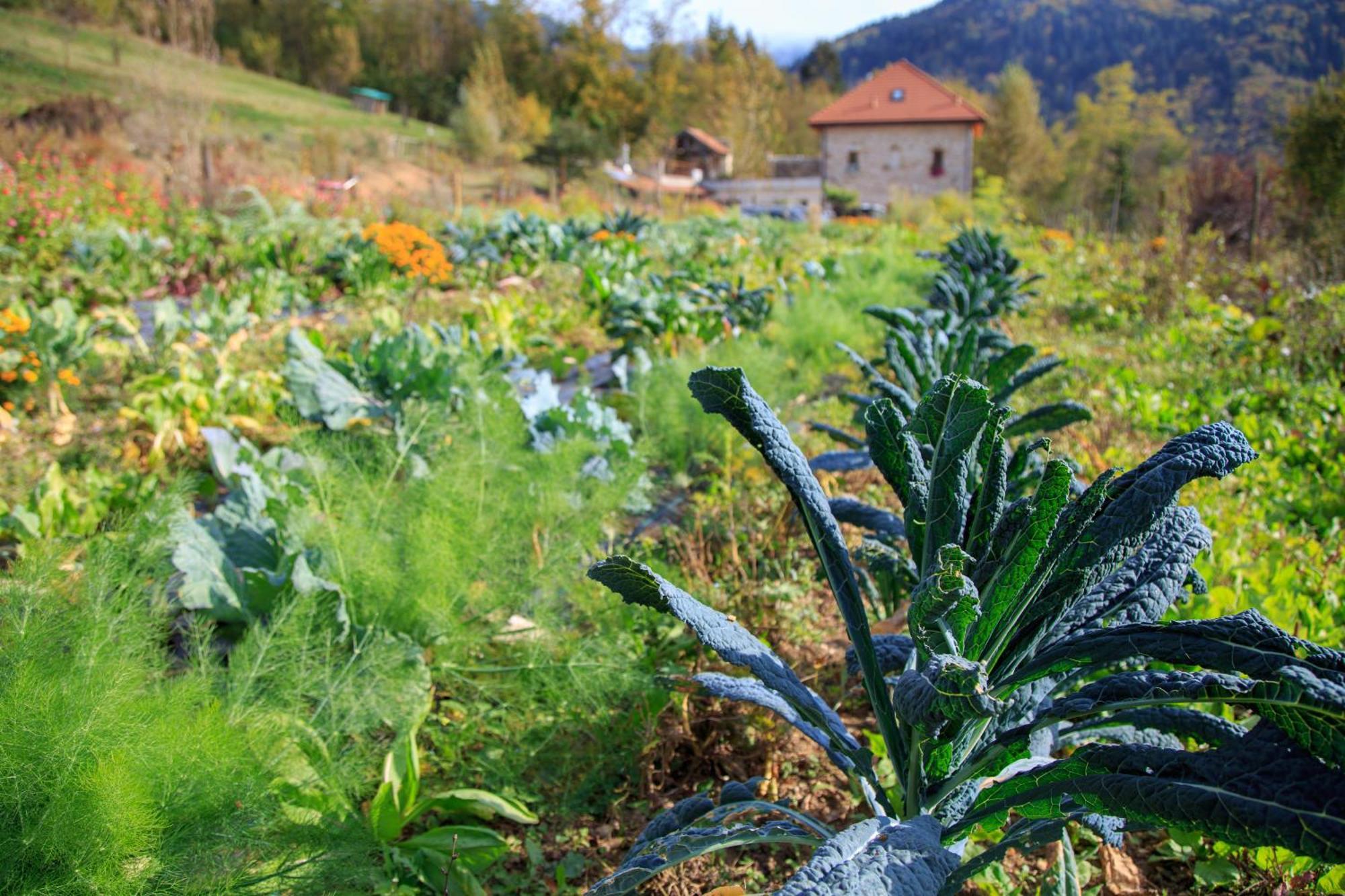 Agriturismo Fattoria Ortoalpino Trichiana Buitenkant foto